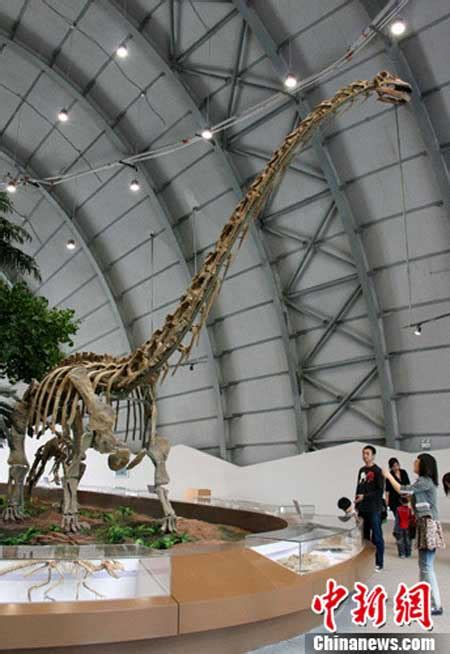 dinosaurs in liaoning china.